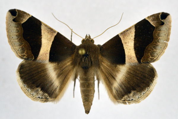 /filer/webapps/moths/media/images/T/torrida_Dysgonia_A_NHMO.jpg