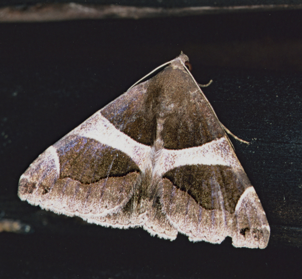 /filer/webapps/moths/media/images/T/torrida_Dysgonia_A_Roland_01.jpg