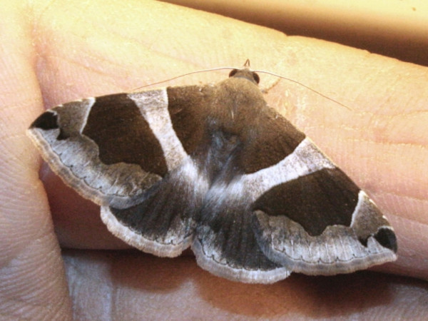 /filer/webapps/moths/media/images/T/torrida_Dysgonia_A_Sydes.jpg