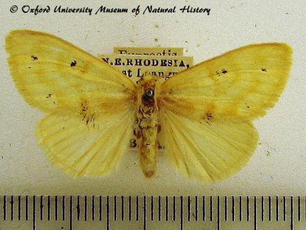 /filer/webapps/moths/media/images/T/torrida_Euproctis_A_OUMNH_01.jpg