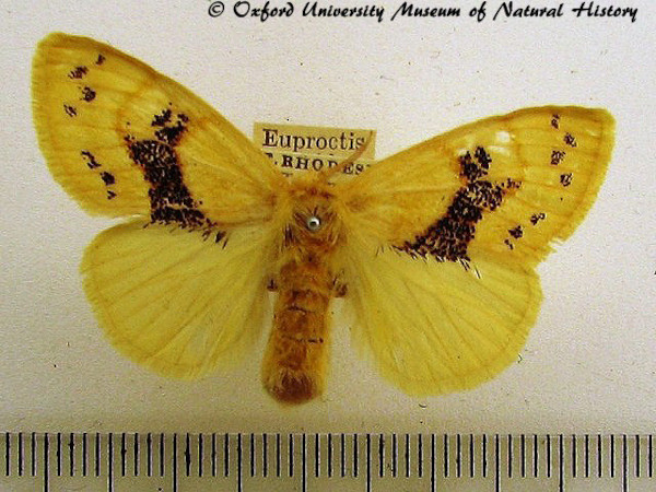 /filer/webapps/moths/media/images/T/torrida_Euproctis_A_OUMNH_02.jpg
