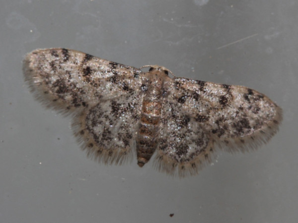 /filer/webapps/moths/media/images/T/torrida_Idaea_A_Roland.jpg