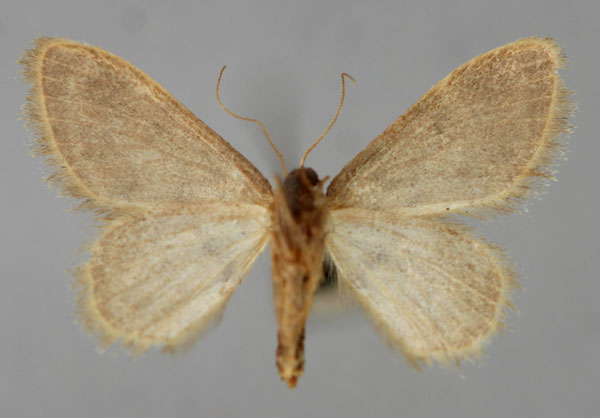 /filer/webapps/moths/media/images/T/torrida_Idaea_A_ZSM_02.jpg