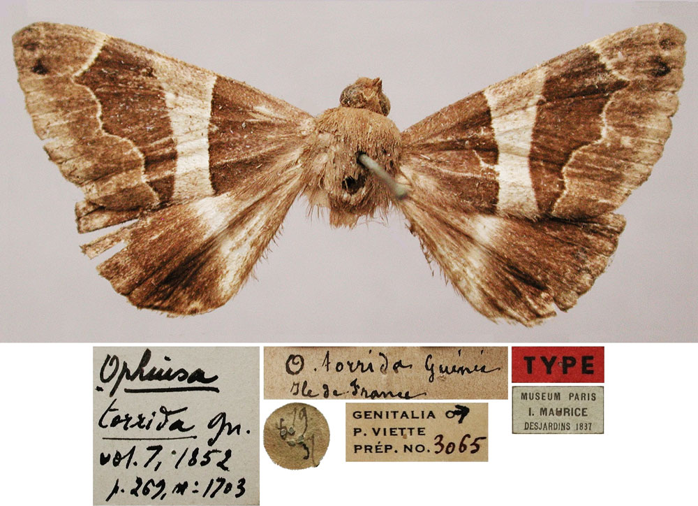 /filer/webapps/moths/media/images/T/torrida_Ophiusa_LT_MNHN.jpg