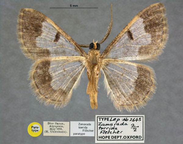 /filer/webapps/moths/media/images/T/torrida_Zamarada_PTM_OUMNH_02.jpg