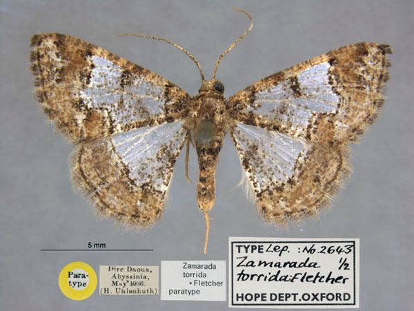 /filer/webapps/moths/media/images/T/torrida_Zamarada_PT_OUMNH_01.jpg