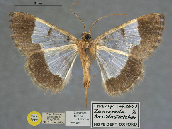 /filer/webapps/moths/media/images/T/torrida_Zamarada_PT_OUMNH_02.jpg