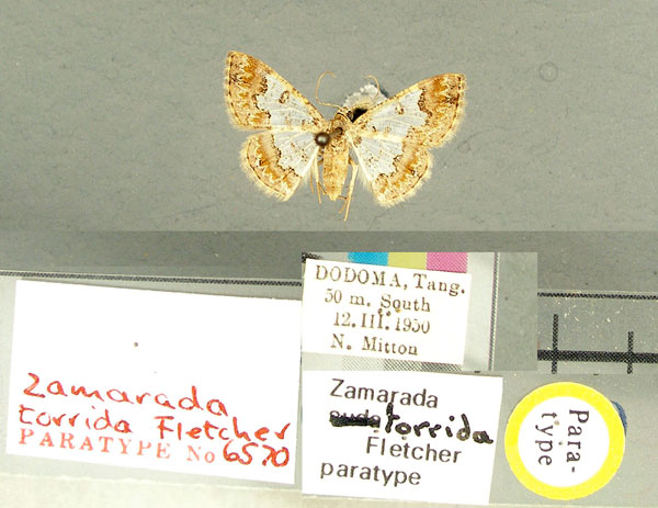 /filer/webapps/moths/media/images/T/torrida_Zamarada_PT_TMSA.jpg