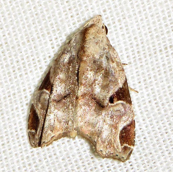 /filer/webapps/moths/media/images/T/torsivena_Androlymnia_A_Braun_03.jpg