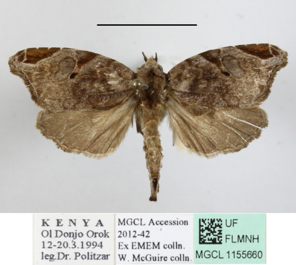 /filer/webapps/moths/media/images/T/torsivena_Androlymnia_A_MGCLa_02.JPG