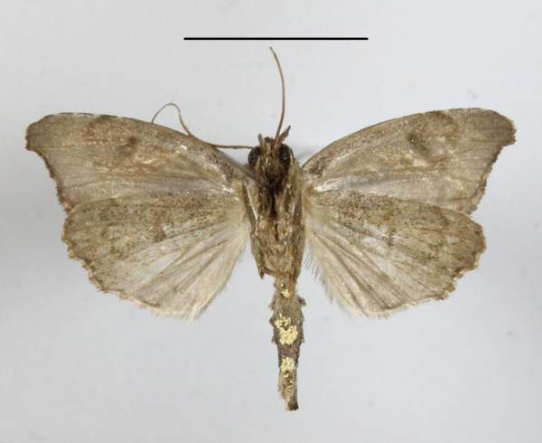 /filer/webapps/moths/media/images/T/torsivena_Androlymnia_A_MGCLb_01.JPG