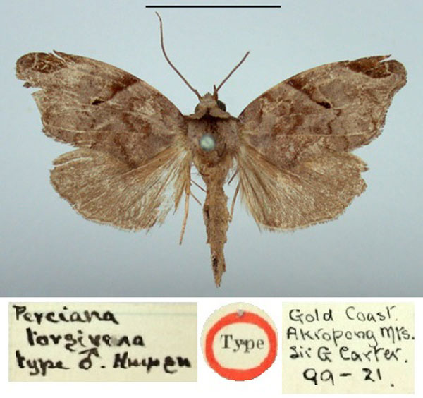 /filer/webapps/moths/media/images/T/torsivena_Perciana_HT_BMNH.jpg