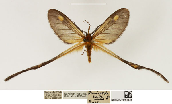 /filer/webapps/moths/media/images/T/torta_Semioptila_AM_NHMUK_01.jpg