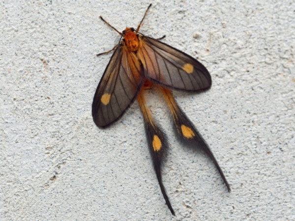 /filer/webapps/moths/media/images/T/torta_Semioptila_A_Voaden.JPG