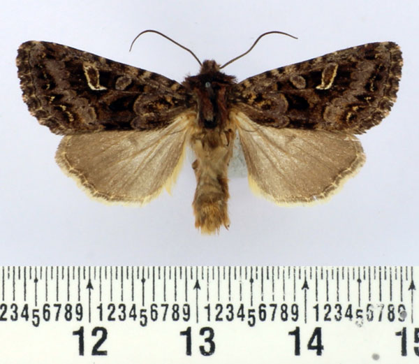 /filer/webapps/moths/media/images/T/tortirena_Tycomarptes_AM_BMNH.jpg