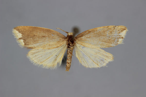 /filer/webapps/moths/media/images/T/tortricoides_Mimulosia_A_BMNH.jpg