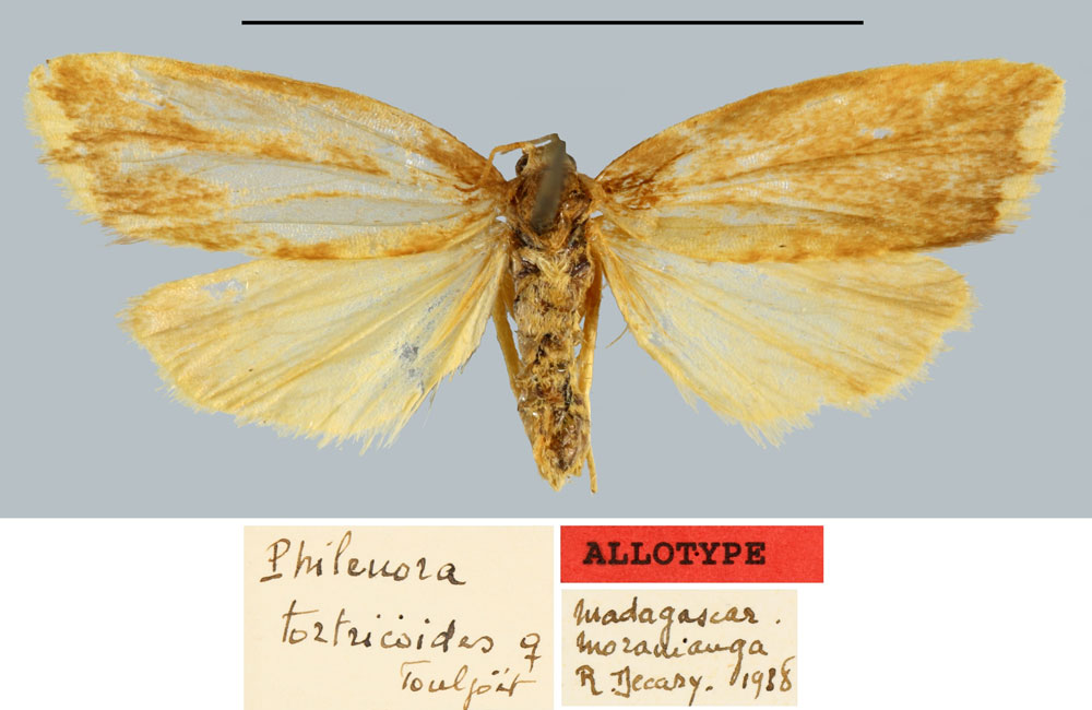 /filer/webapps/moths/media/images/T/tortricoides_Philenora_AT_MNHN.jpg