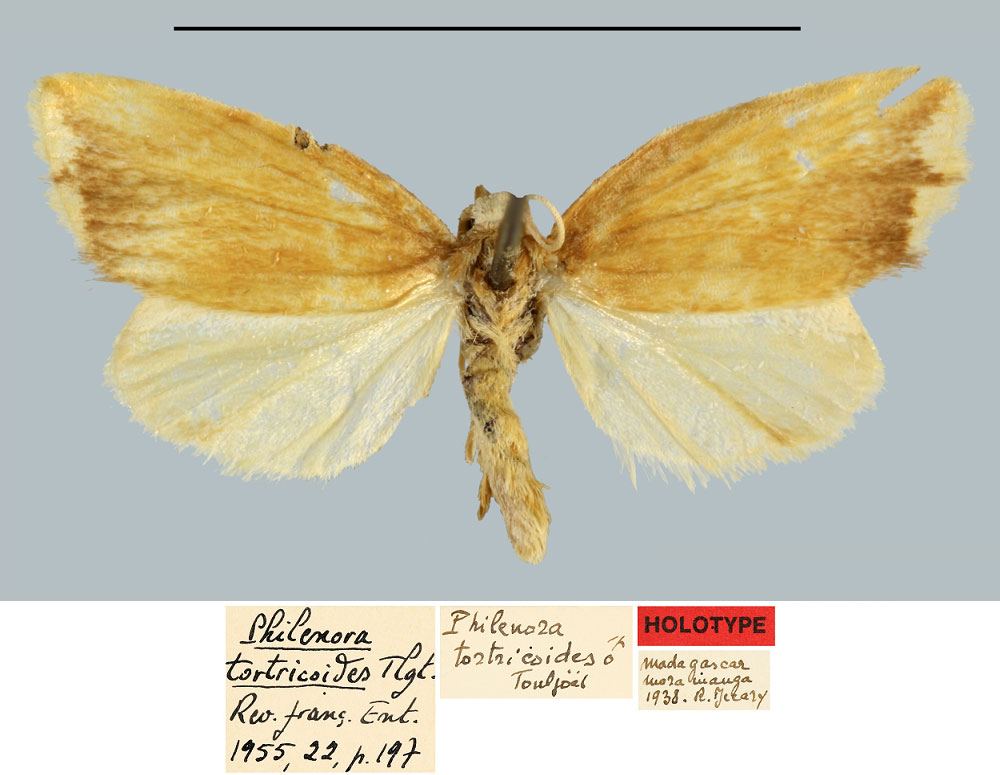 /filer/webapps/moths/media/images/T/tortricoides_Philenora_HT_MNHN.jpg