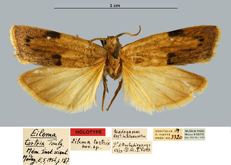 /filer/webapps/moths/media/images/T/tortrix_Eilema_HT_MNHN.jpg