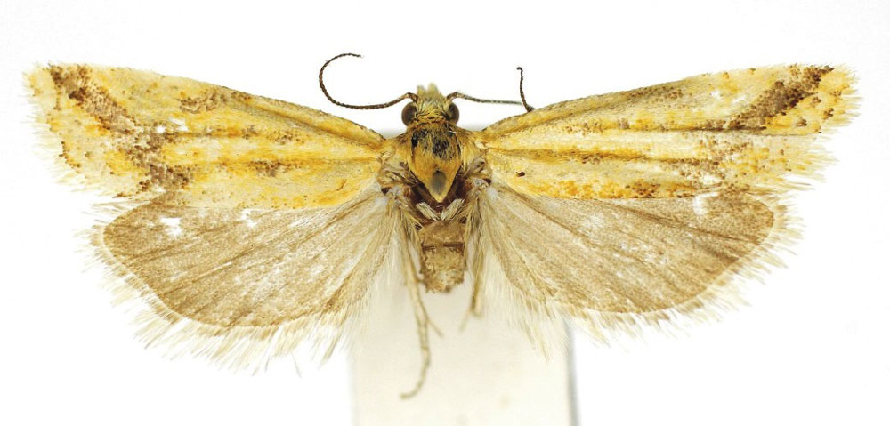 /filer/webapps/moths/media/images/T/tortuosa_Hectaphelia_AM_Bassi.jpg