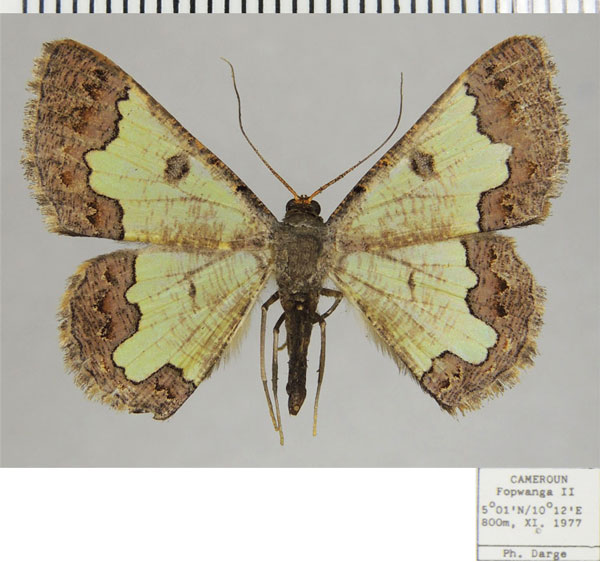 /filer/webapps/moths/media/images/T/tortura_Zamarada_AF_ZSM.jpg