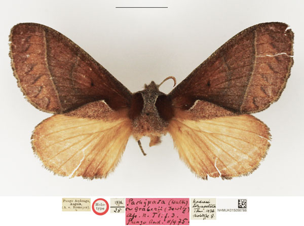 /filer/webapps/moths/media/images/T/torynecteta_Nadiasa_HT_NHMUK.jpg