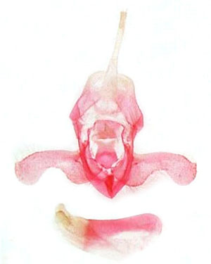 /filer/webapps/moths/media/images/T/totalba_Acrapex_GMHT_MSNM_5086.jpg