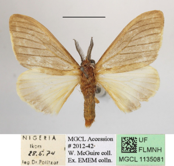 /filer/webapps/moths/media/images/T/tottea_Stracena_AM_MGCLa_02.JPG