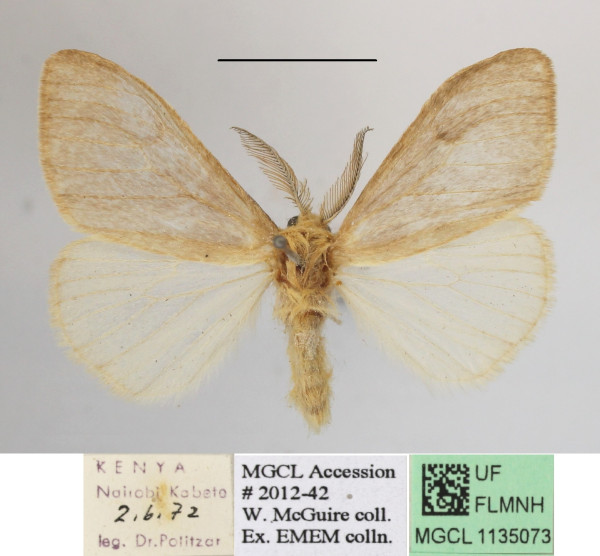 /filer/webapps/moths/media/images/T/tottea_Stracena_AM_MGCLa_03.JPG