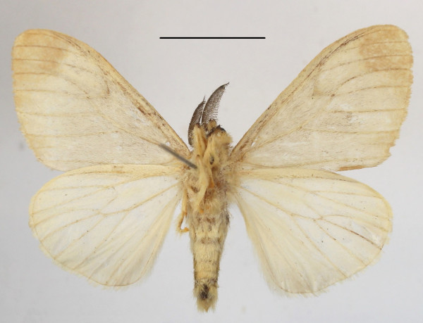 /filer/webapps/moths/media/images/T/tottea_Stracena_AM_MGCLb_01.JPG