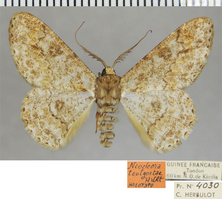 /filer/webapps/moths/media/images/T/toulgoetae_Neocleora_HT_ZSMa.jpg