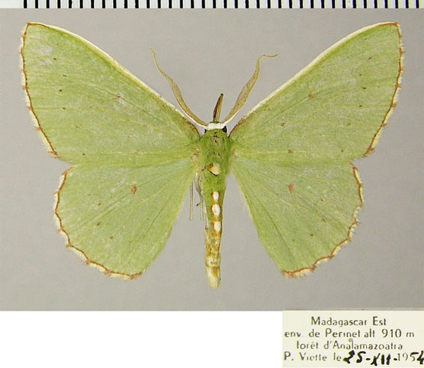 /filer/webapps/moths/media/images/T/toulgoeti_Blechroneromia_AM_ZSMa.jpg