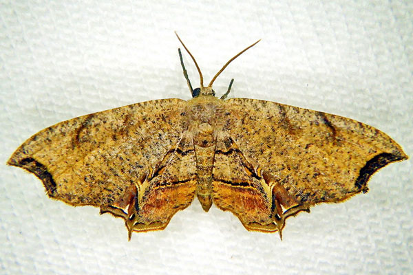 /filer/webapps/moths/media/images/T/toulgoeti_Epiplema_A_Laporte_02.jpg