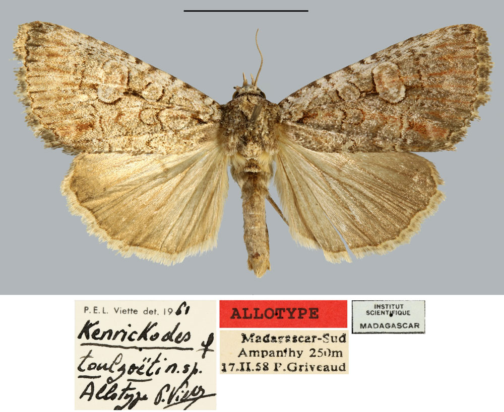 /filer/webapps/moths/media/images/T/toulgoeti_Kenrickodes_AT_MNHN.jpg