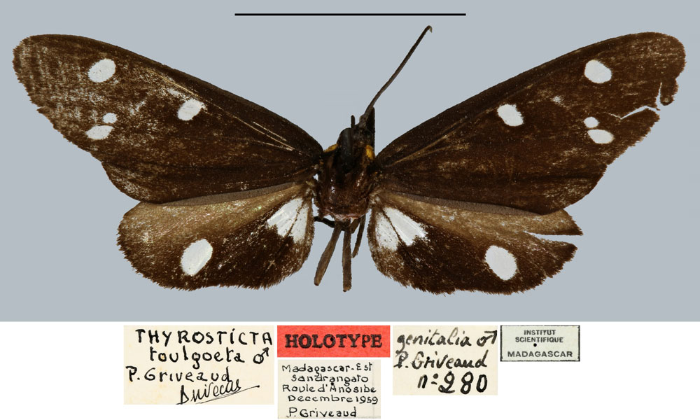 /filer/webapps/moths/media/images/T/toulgoeti_Melanonaclia_HT_MNHN.jpg