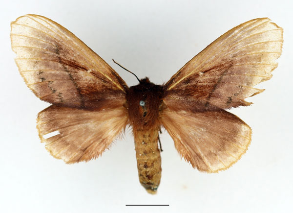 /filer/webapps/moths/media/images/T/toulgoeti_Phoenicladocera_AF_Basquin.jpg