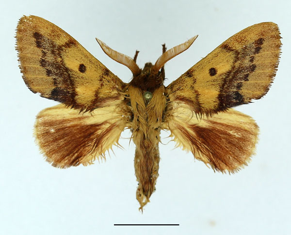 /filer/webapps/moths/media/images/T/toulgoeti_Phoenicladocera_AM_Basquin_01.jpg