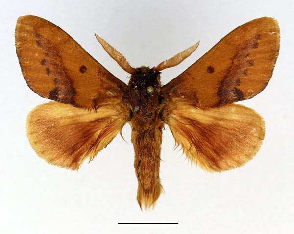 /filer/webapps/moths/media/images/T/toulgoeti_Phoenicladocera_AM_Basquin_02.jpg