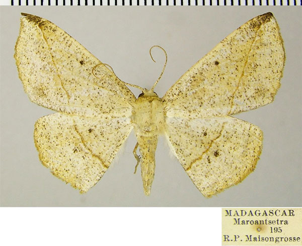 /filer/webapps/moths/media/images/T/toulgoeti_Psilocerea_AF_ZSM.jpg