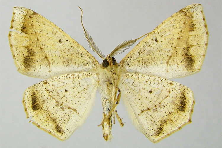 /filer/webapps/moths/media/images/T/toulgoeti_Psilocerea_HT_ZSMb.jpg