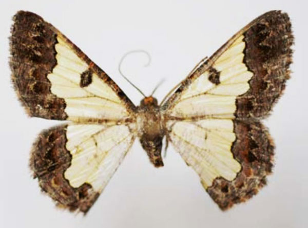 /filer/webapps/moths/media/images/T/toulgoeti_Zamarada_AF_Sircoulomb.jpg