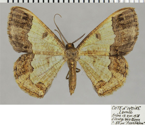 /filer/webapps/moths/media/images/T/toulgoeti_Zamarada_AM_ZSM.jpg
