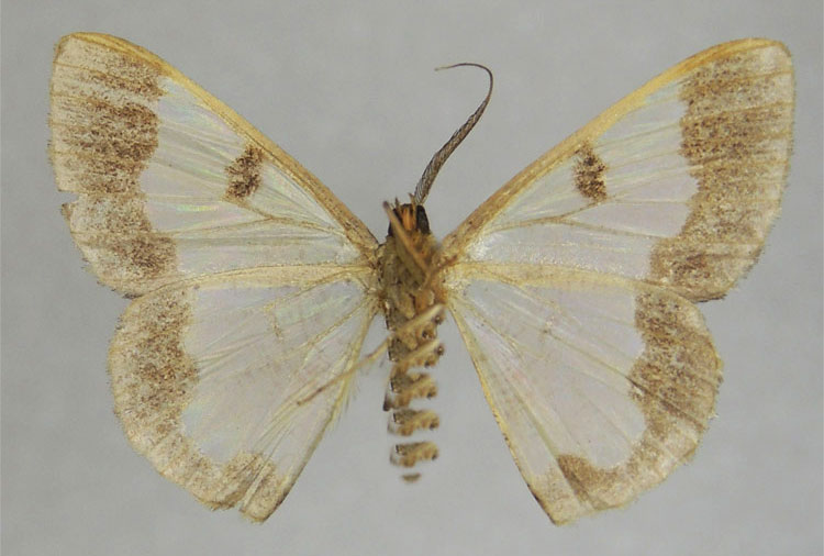 /filer/webapps/moths/media/images/T/toulgoeti_Zamarada_HT_ZSMb.jpg