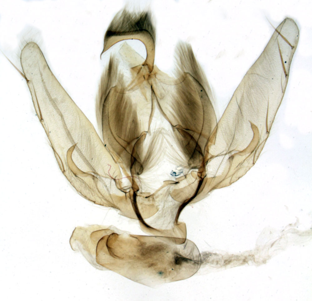 /filer/webapps/moths/media/images/T/toulgoueti_Plusiophaes_GMHT_MNHN_114.jpg