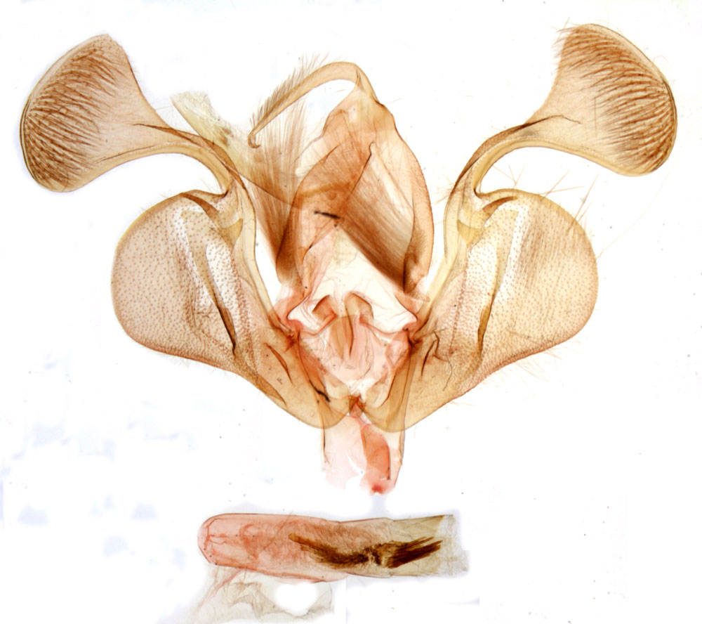 /filer/webapps/moths/media/images/T/toumodi_Mythimna_GMHT_MNHN_5279.jpg