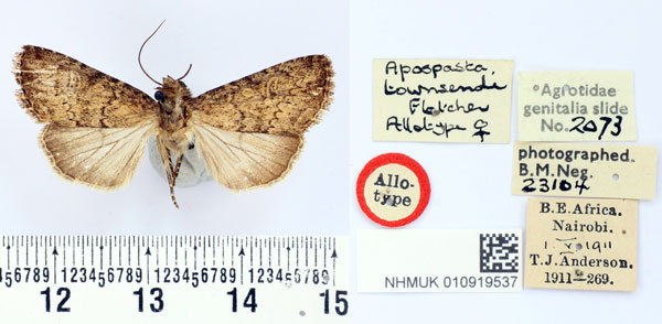 /filer/webapps/moths/media/images/T/townsendi_Apospasta_AT_BMNH.jpg