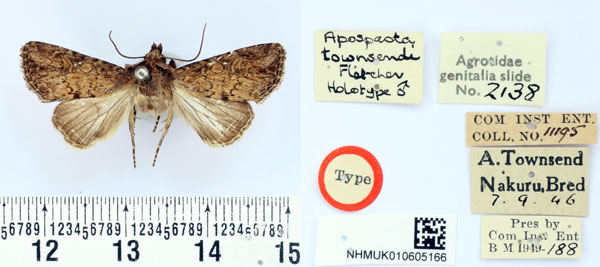 /filer/webapps/moths/media/images/T/townsendi_Apospasta_HT_BMNH.jpg