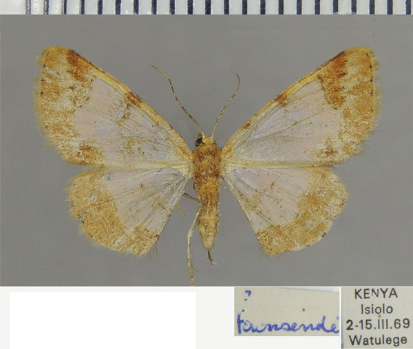 /filer/webapps/moths/media/images/T/townsendi_Zamarada_AF_ZSM.jpg