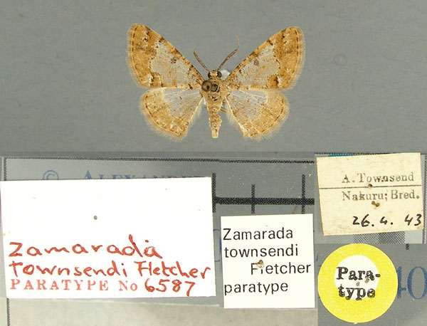 /filer/webapps/moths/media/images/T/townsendi_Zamarada_PT_TMSA.jpg