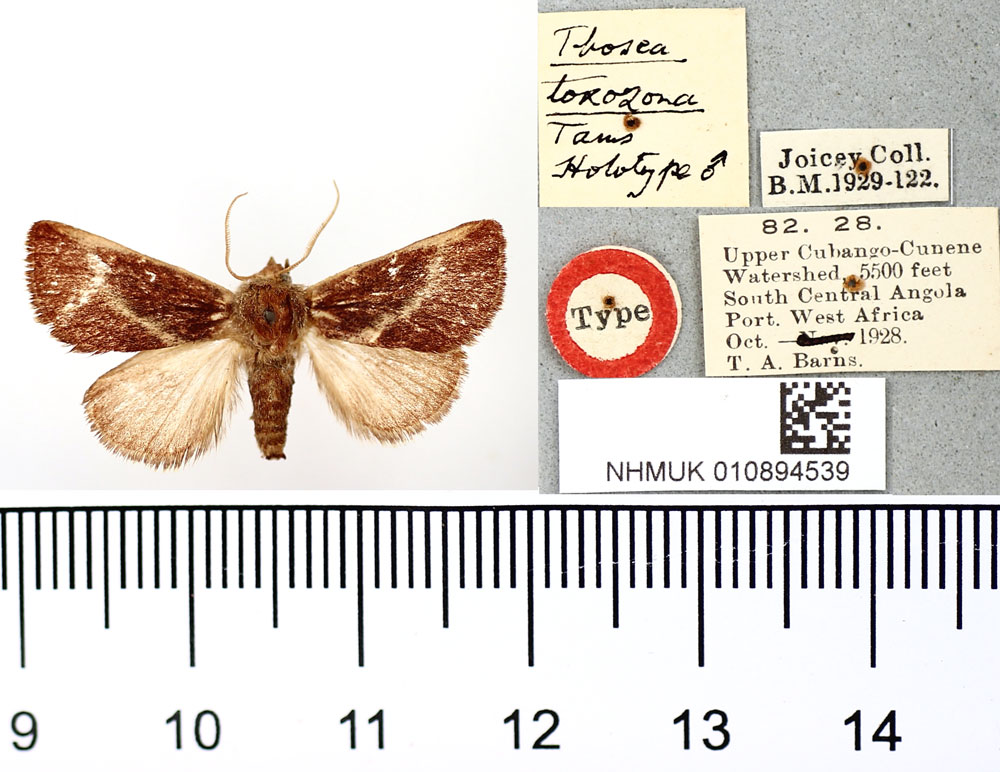 /filer/webapps/moths/media/images/T/toxozona_Thosea_HT_BMNH.jpg